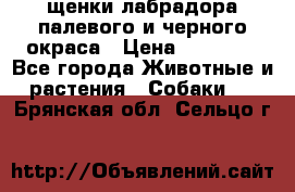 щенки лабрадора палевого и черного окраса › Цена ­ 30 000 - Все города Животные и растения » Собаки   . Брянская обл.,Сельцо г.